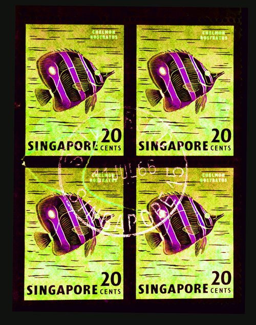 Singapore Stamp Collection '20 Cents Singapore Butterfly Fish' (Neon) by Richard Heeps