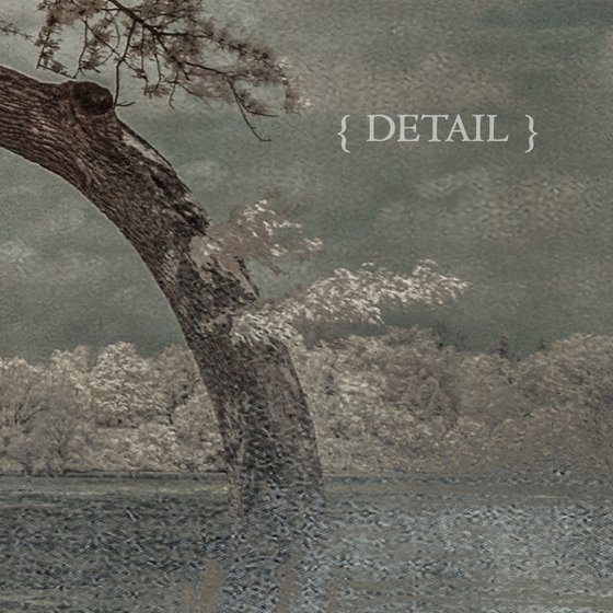 Tree, Broderick Park - 16x20"