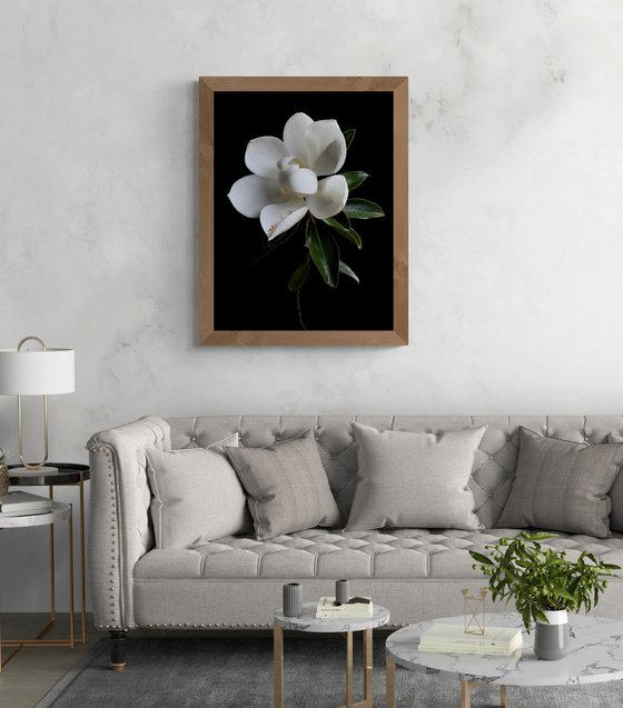 White Magnolia