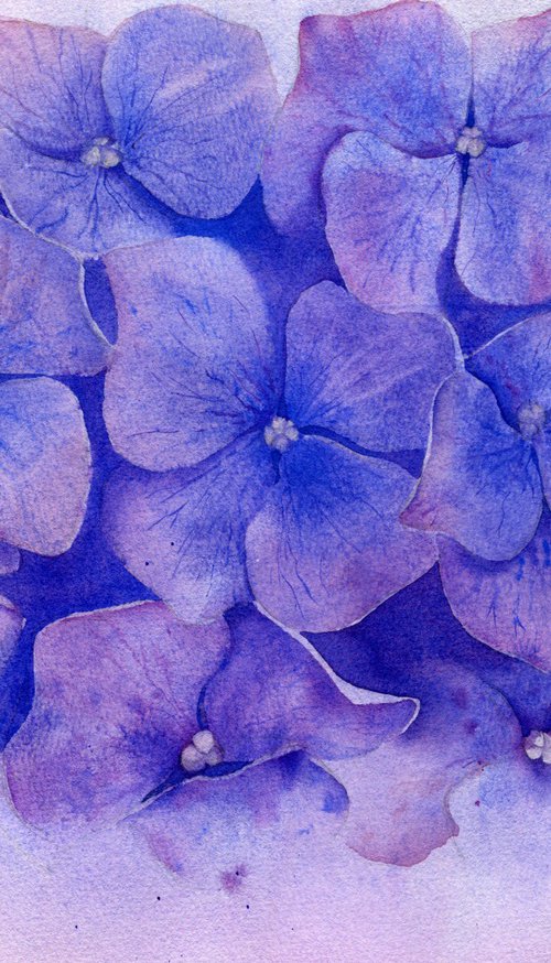 Hydrangea. Botanical watercolor illustration. by Evgeniya Mokeeva