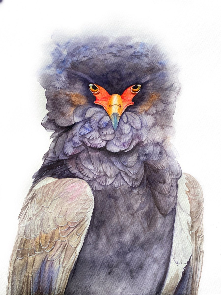 Ruffled Majesty: Portrait of the Bateleur Eagle by Tetiana Savchenko