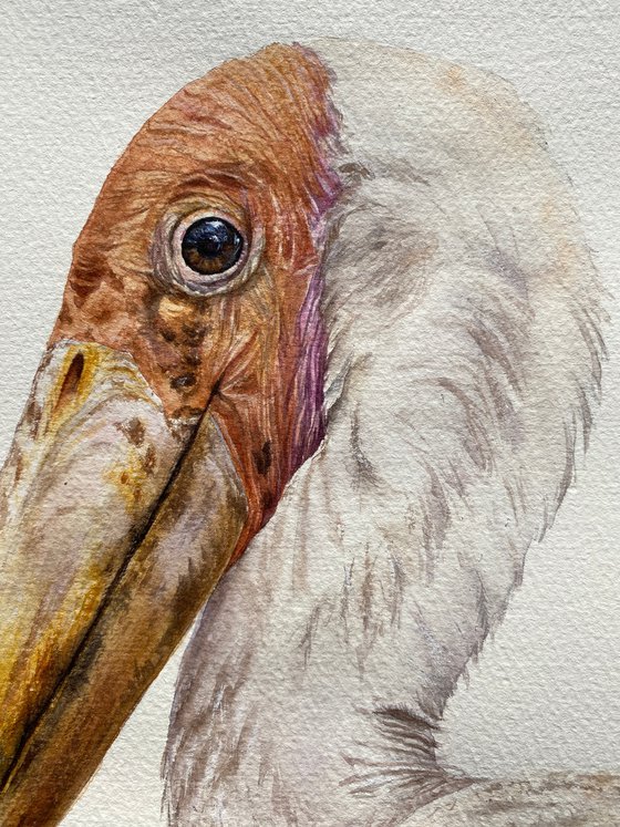 Painted Stork, bird portrait