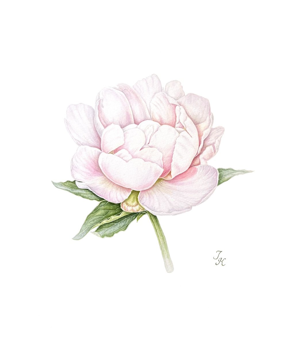 White peony by Tetiana Kovalova