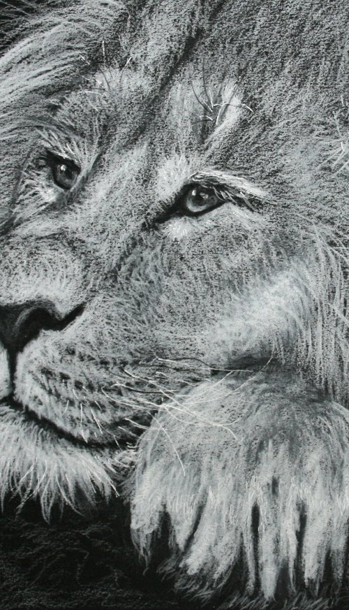 Lion I by Salana Art