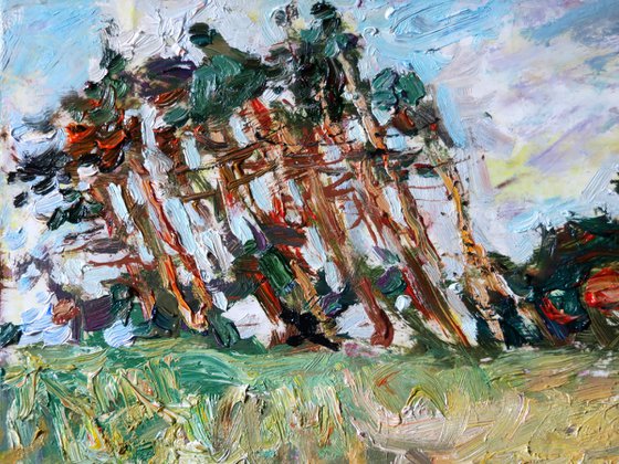 Pines of the Bay of Biscay.