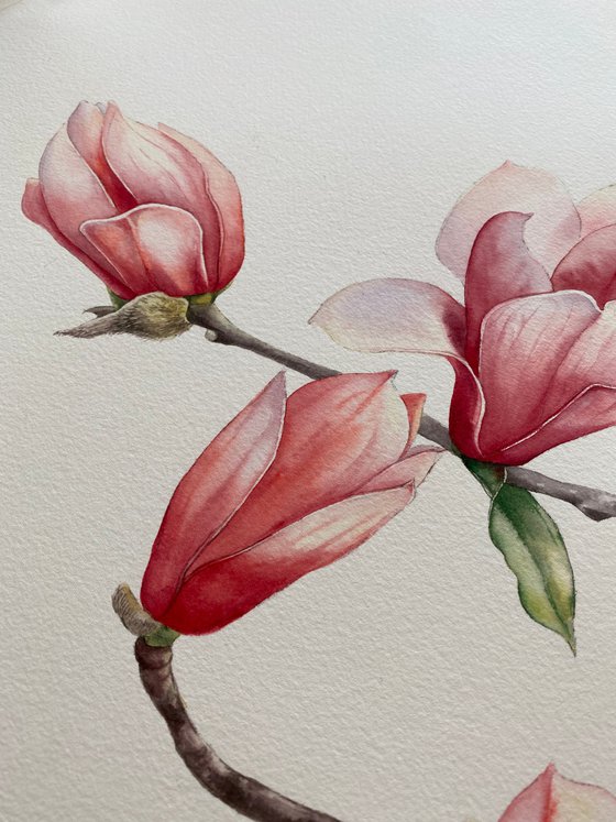 Tender magnolia. Original watercolor artwork.