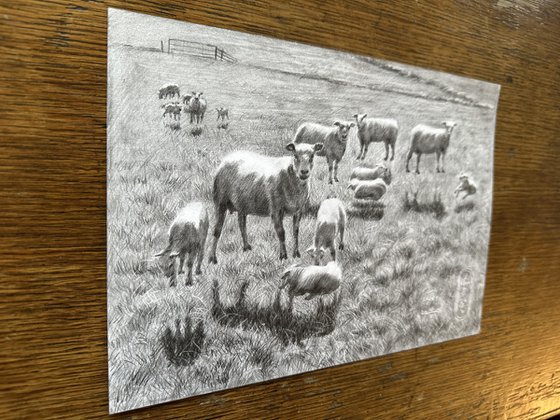 Counting Sheep – 26-05-25