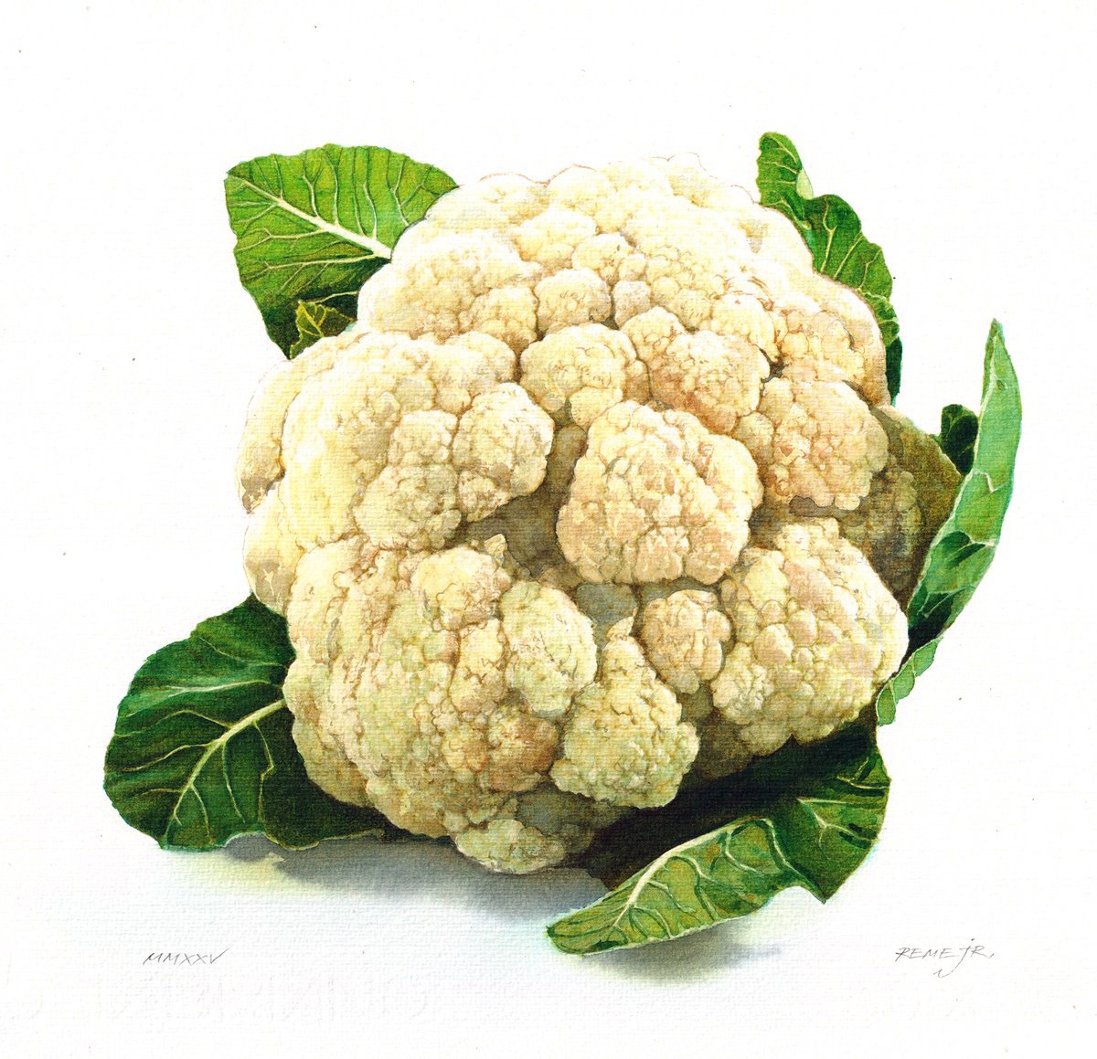 Photorealistic Still Life Watercolour By Reme Jr., 10 X 10", Cauliflower Ii, Original Artwork