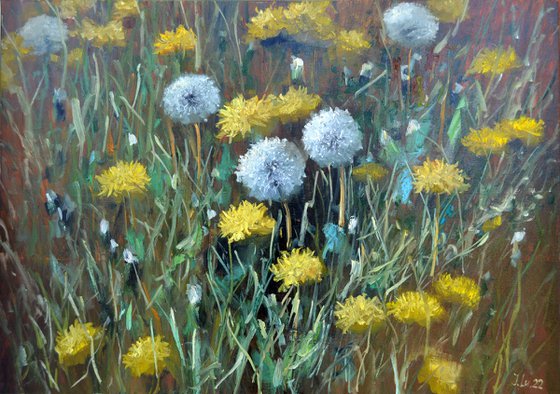 Fragment of a lawn of dandelions