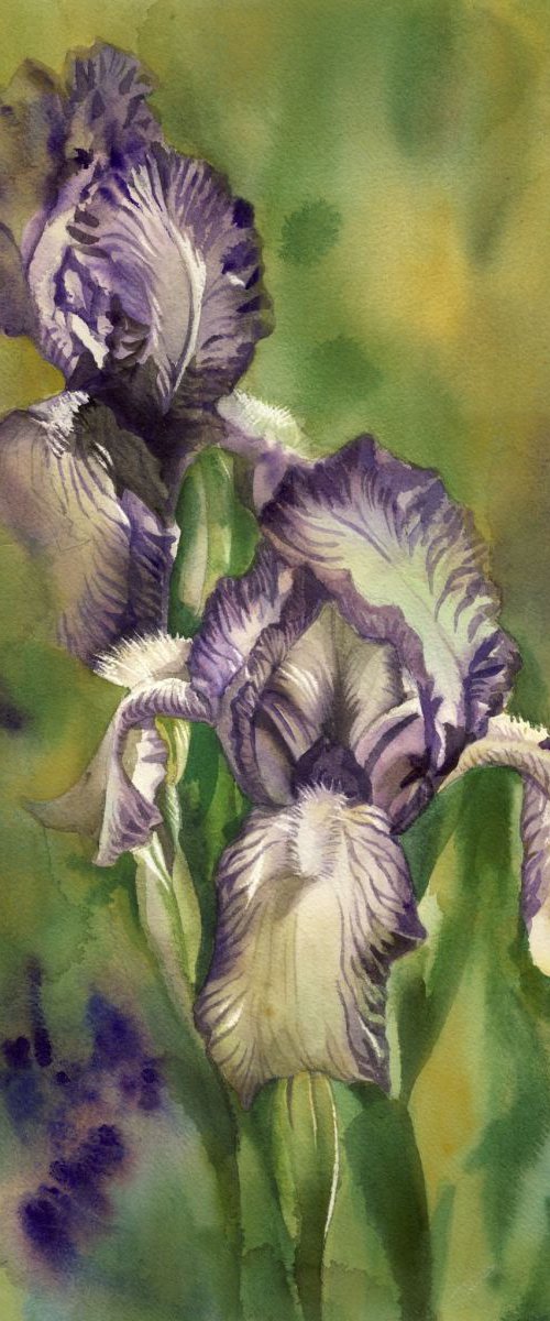 iris in the mist by Alfred  Ng