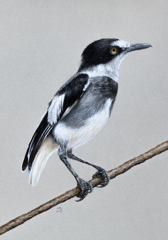 Original pastel drawing "White-tailed shrike"