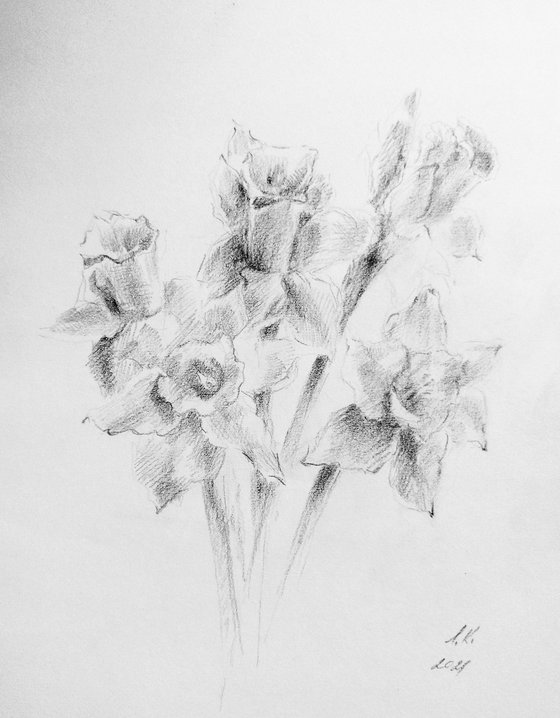 Daffodils. Original pencil drawing