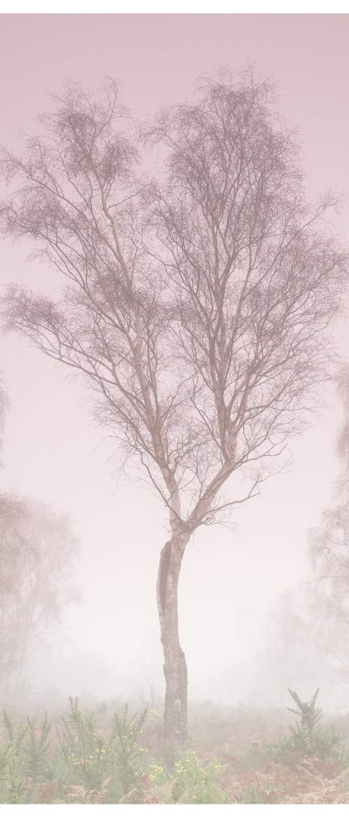 Misty Tree by Douglas Kurn