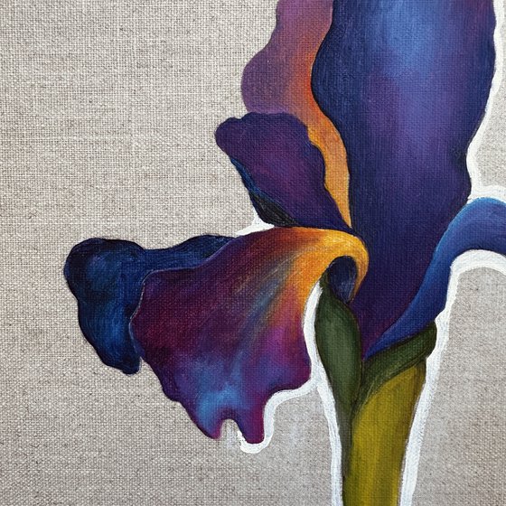 Velvet Iris