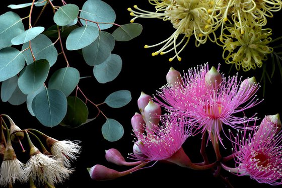 Colours of Australia