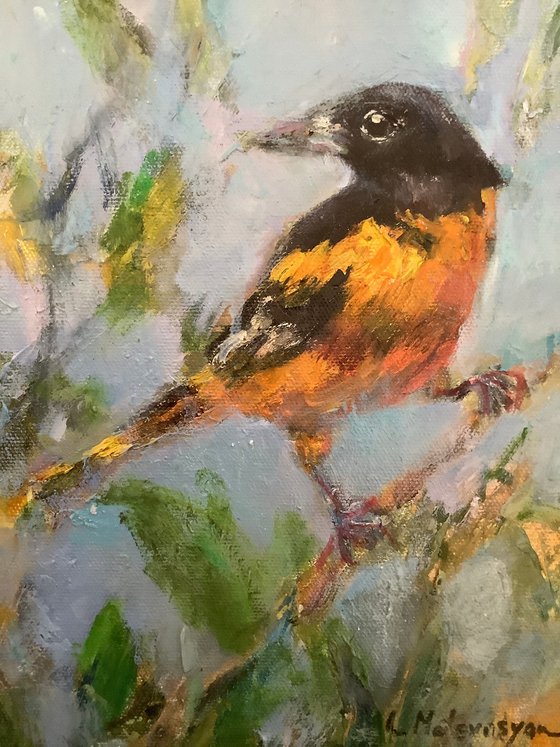 Oriole