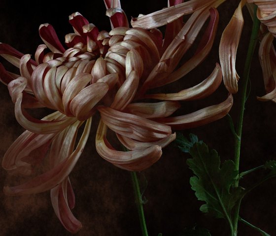 Vienna Copper Chrysanthemums