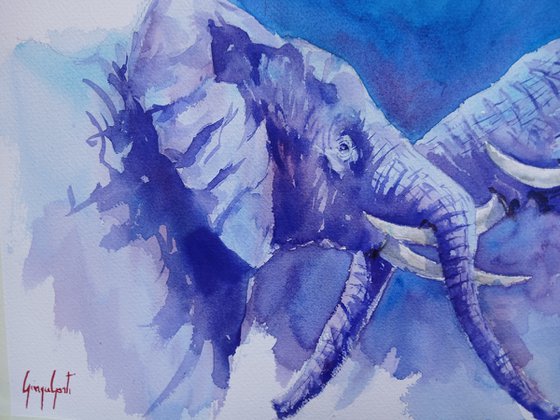 elephant 29