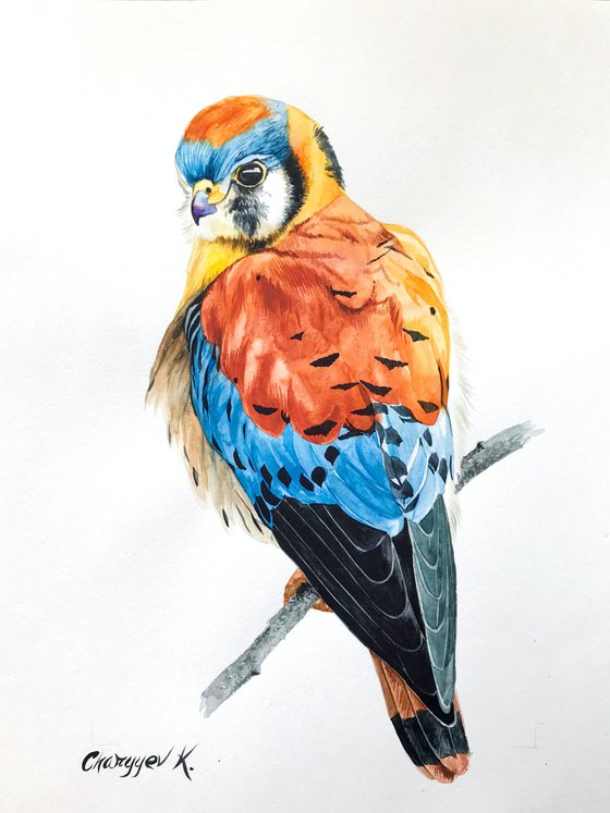 The American kestrel from collection "watercolor birds"