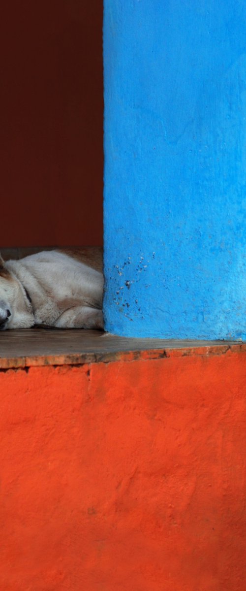 Portrait of the dog by Jacek Falmur