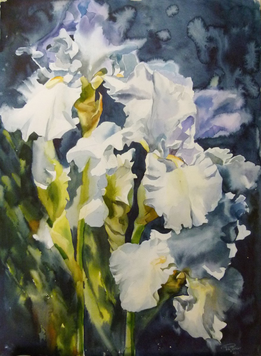 White irises 2 by Yuryy Pashkov