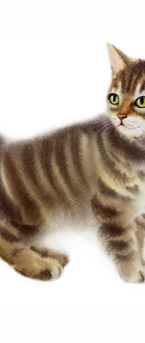 Fluffy Tabby Kitten #3 - Tabby by Olga Beliaeva Watercolour