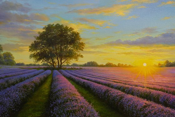 Lavender dreams