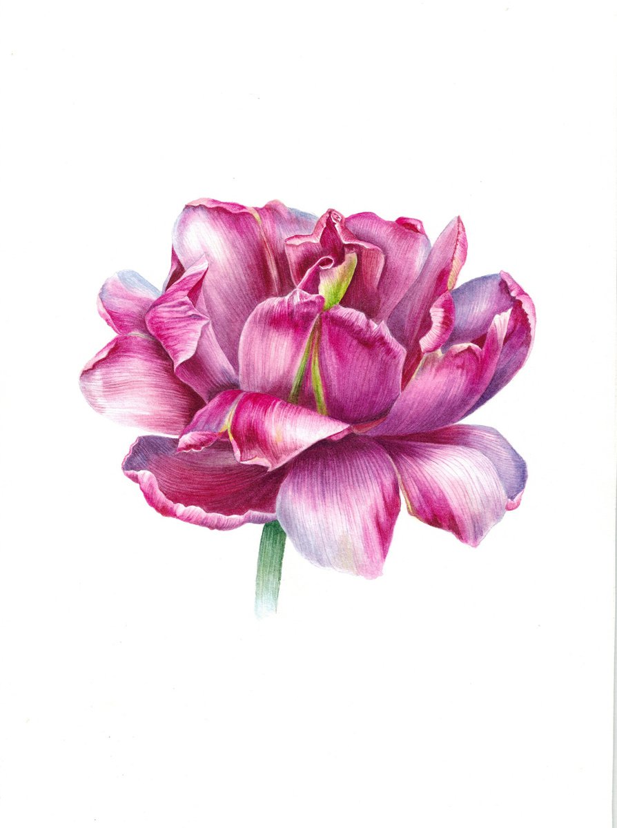 Purple tulip flower botanical painting by Ksenia Tikhomirova