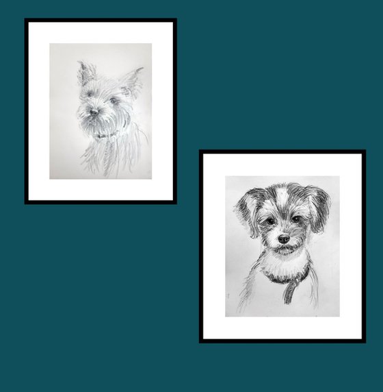 Biewer Terrier and Terrier