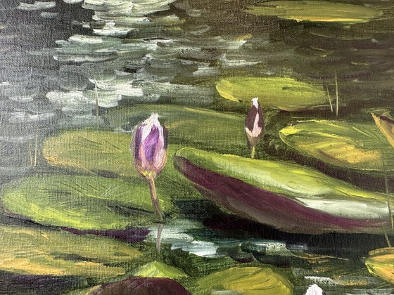 Water Lily Buds