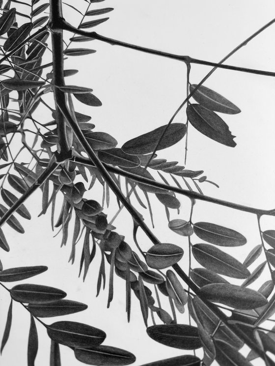 Honey Locust Tree