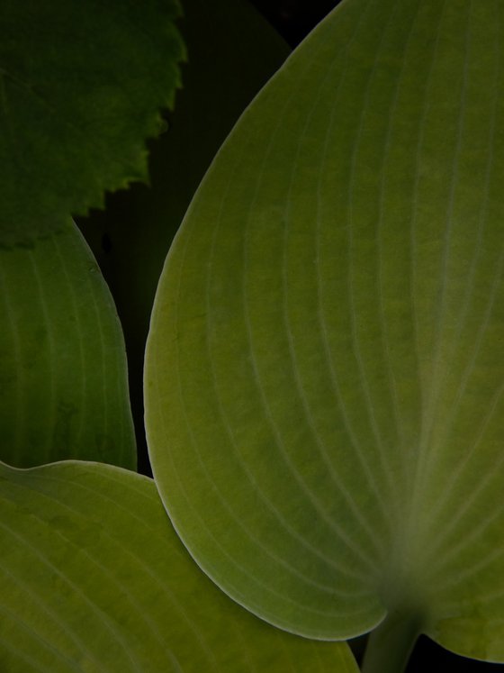 The Architecture of Leaves