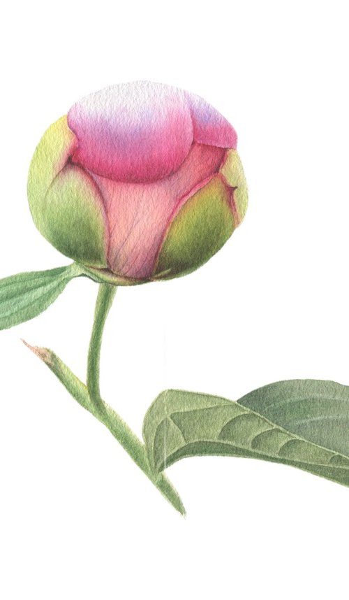 Pink Peony bud by Alona Hrinchuk