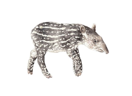 Tapir Original Watercolor