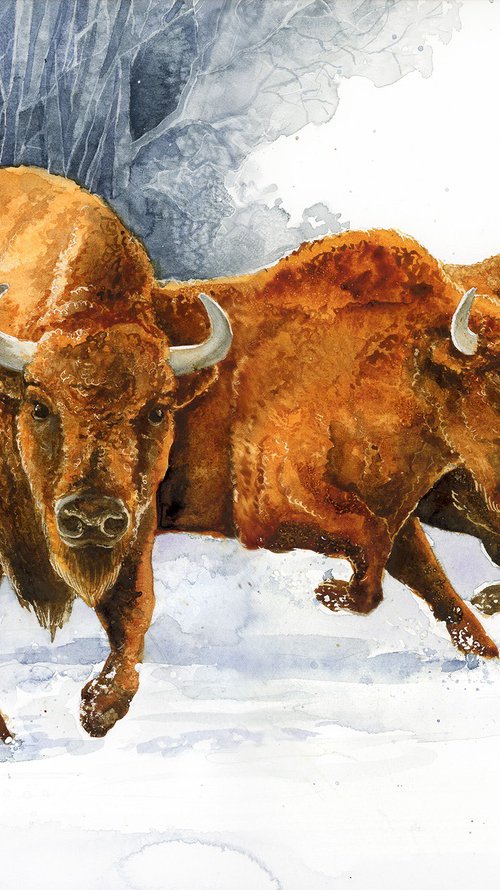 European bison by Karolina Kijak