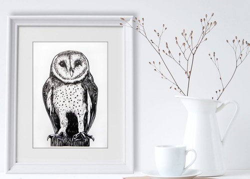Barn owl by Carolynne Coulson