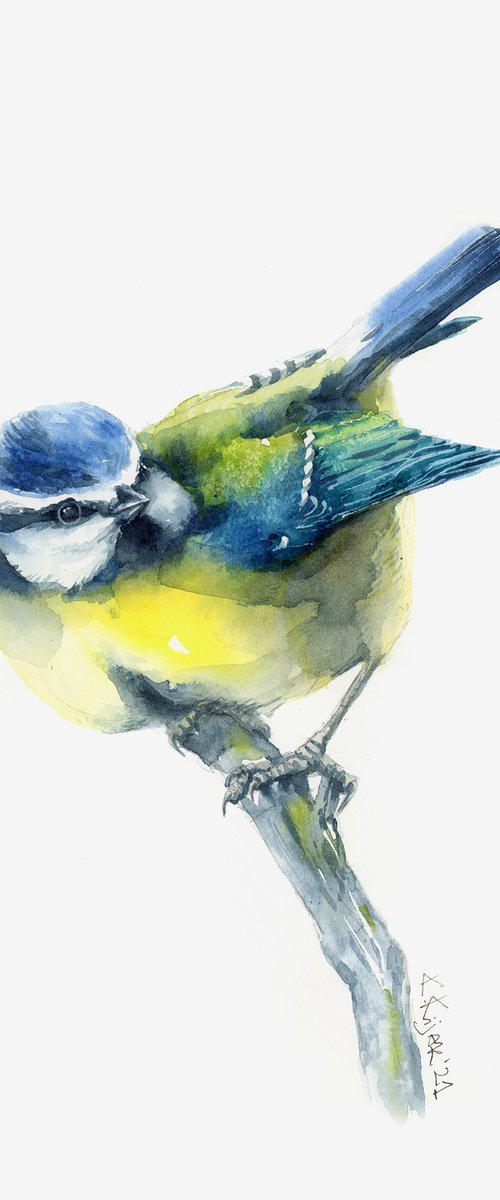 Blue Tit in watercolor by Karolina Kijak