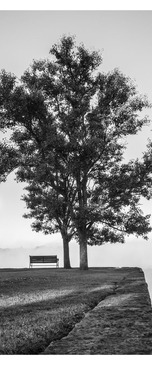 Bench and Tree in Fog, 24 x 36" by Brooke T Ryan