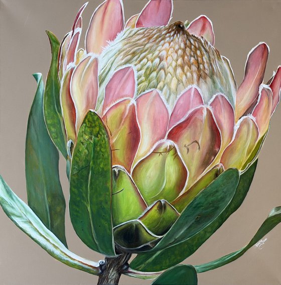 Crowned Protea