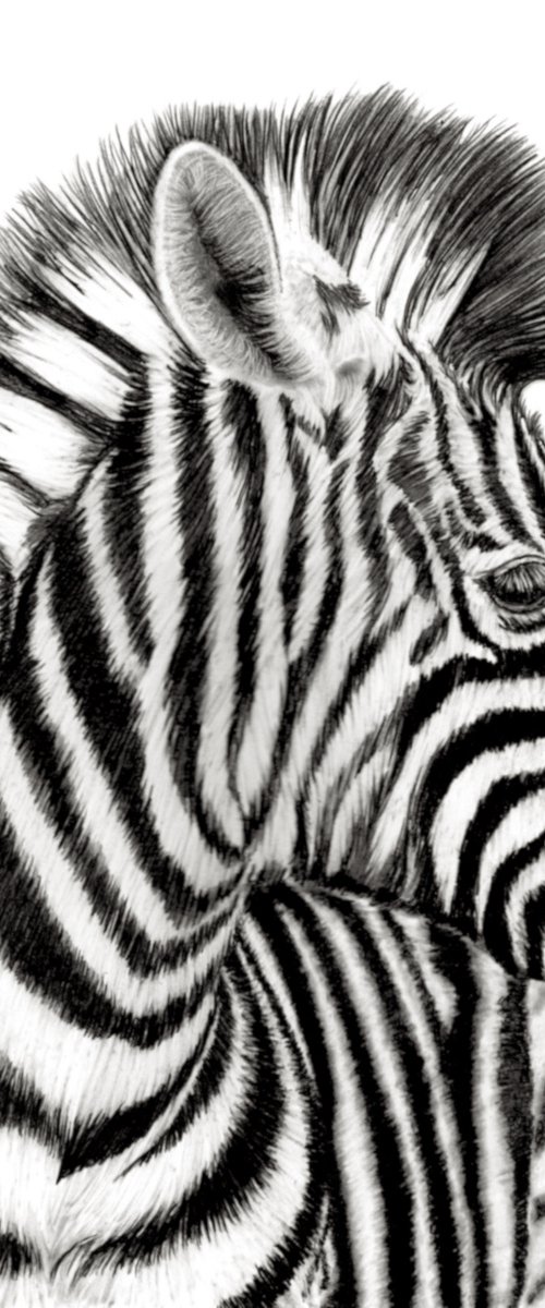 Zebra II by Paul Stowe