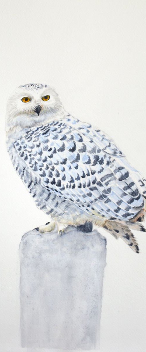 Snowy owl 3 by Neha Soni