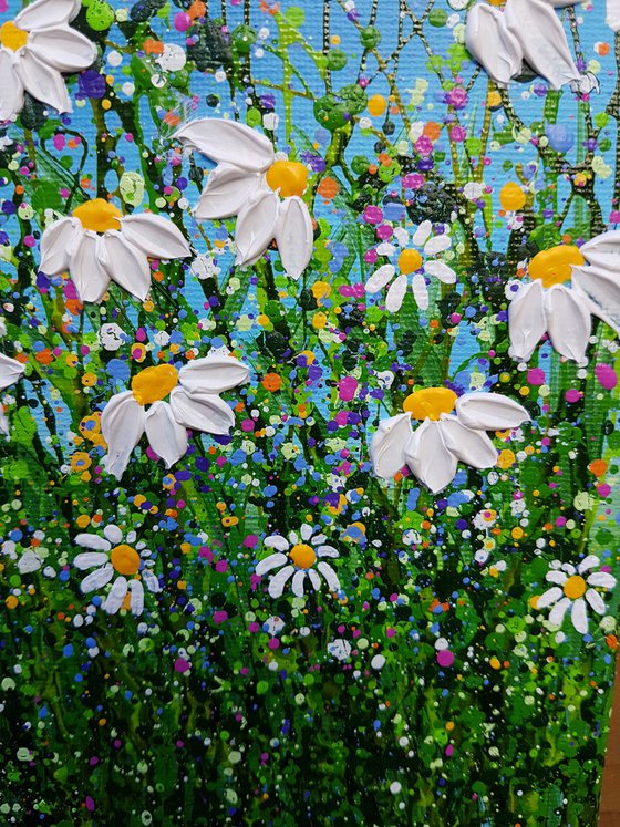 Daisy Meadow - Reserved