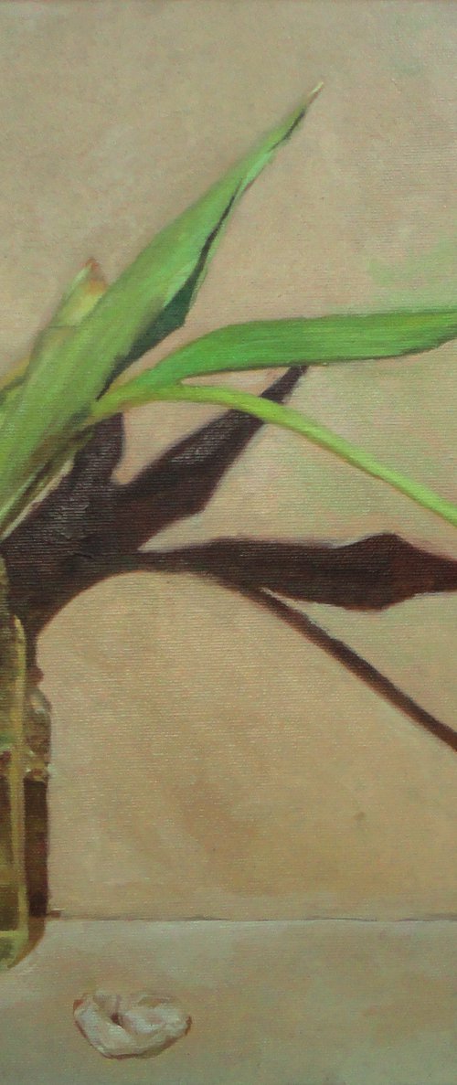 White tulip by Radosveta Zhelyazkova