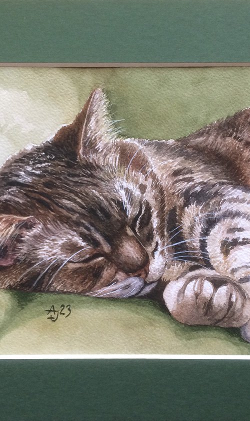 Sleeping kitty by Jolanta Czarnecka