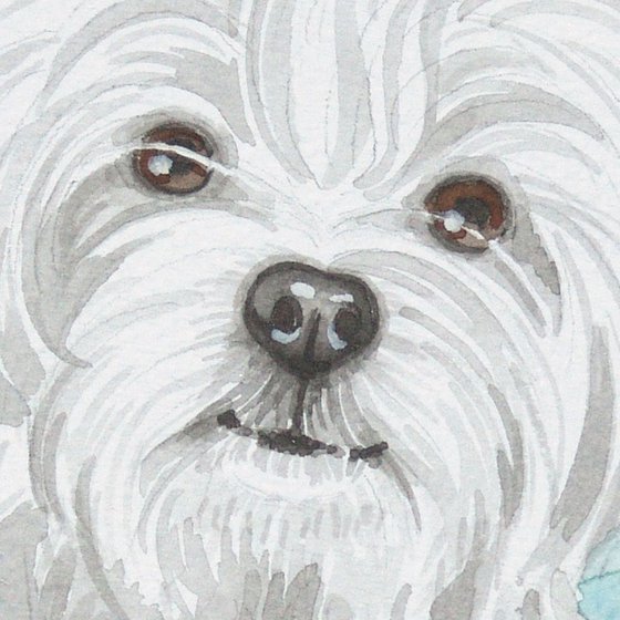 Maltese dog * free shipping *