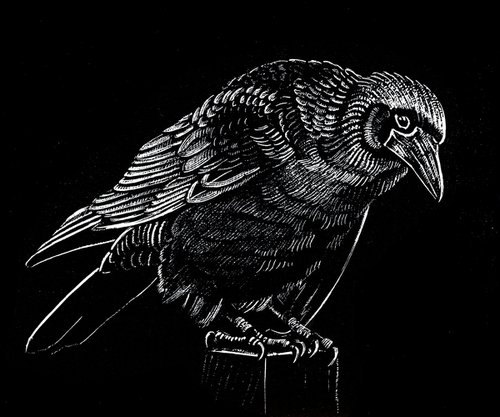Corvus corax by Rebecca Coleman