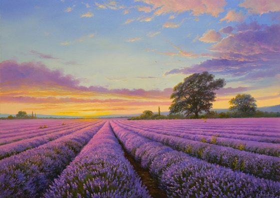 Lavender evening