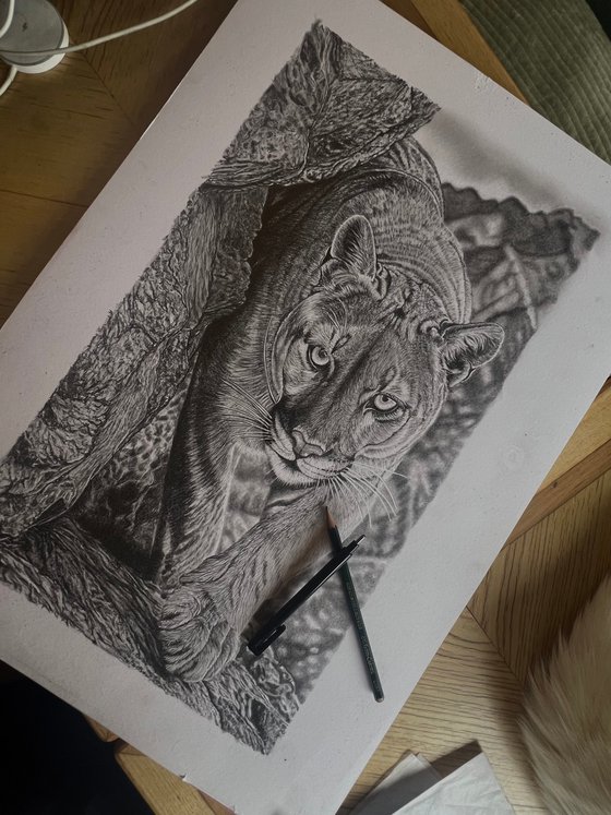 Cougar / Mountain Lion