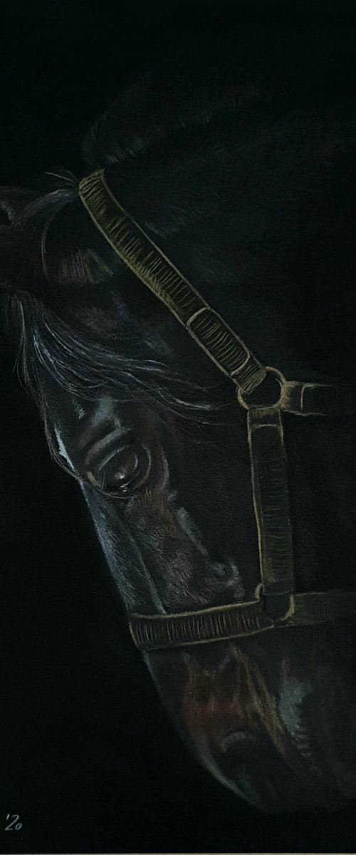 Horse portrait by Silvia Frei