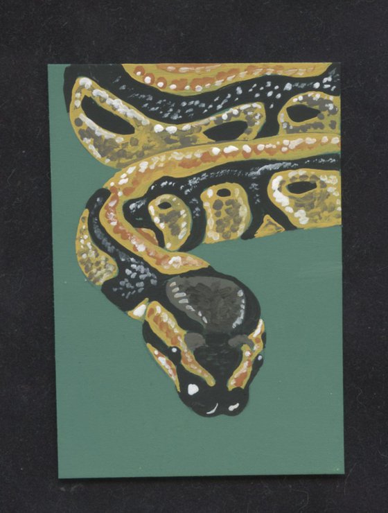 ACEO ATC Original Miniature Painting Python Snake Pet Wildlife Art-Carla Smale